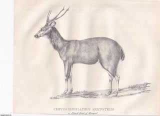 Item #359405 On the Black Deer of Bengal. An original article extracted from Asiatic Researches;...