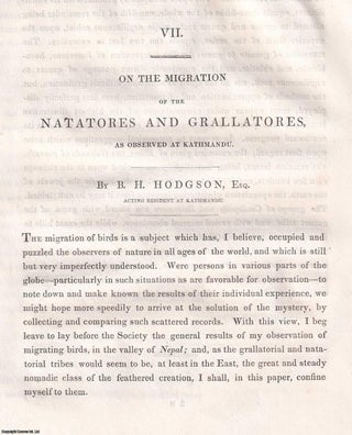 Item #359560 On the Migration of the Natatores and Grallatores, observed at Kathmandu. An...