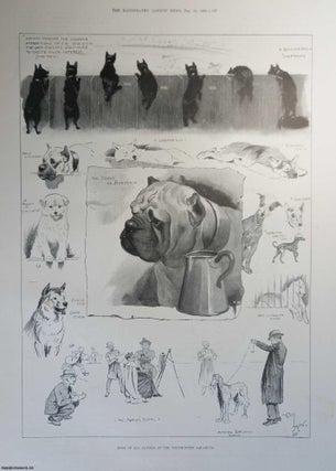 Item #362234 Dogs of all Nations at the Westminster Aquarium. An original illustration from the...