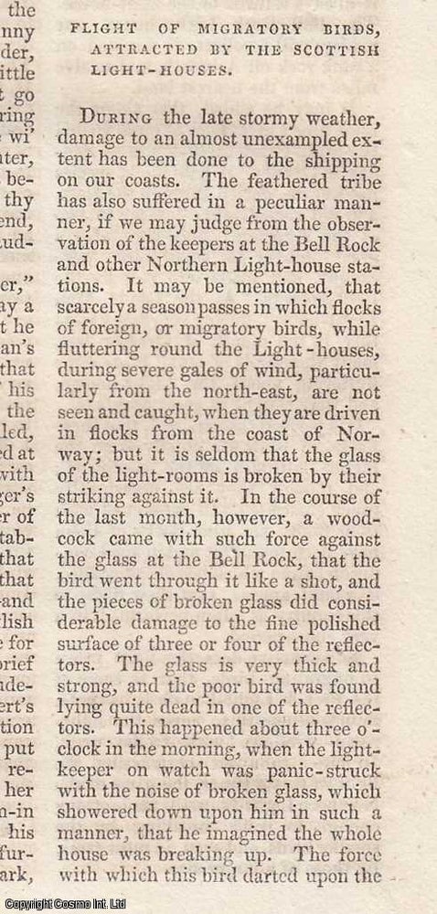 Item #362951 Bell Rock Lighthouse: Flight of Migratory Birds Attracted by Scottish Lighthouses....