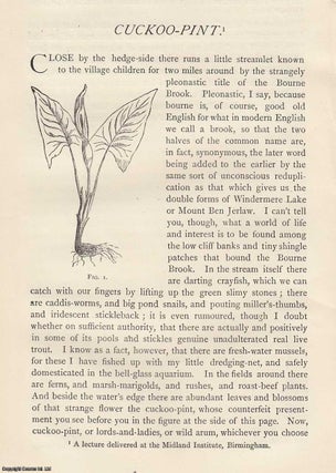 Item #363079 Cuckoo-Pint ; Wake-Robin ; Lords-and-Ladies ; tuberous herb of the arum family. An...