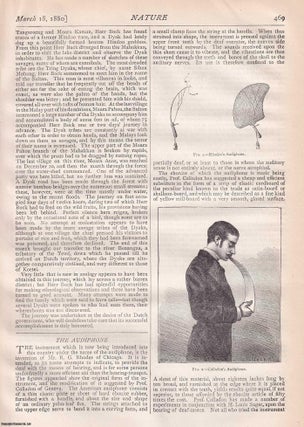 Item #363573 The Audiophone, invented by Mr. R.G. Rhodes of Chicago, pp469-470 in Nature, Volume...