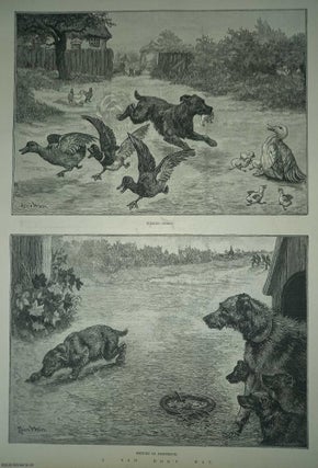Item #363975 Louis Wain : A Sad Dog's Day. Two dog pictures; Wicked Sport and Return in...