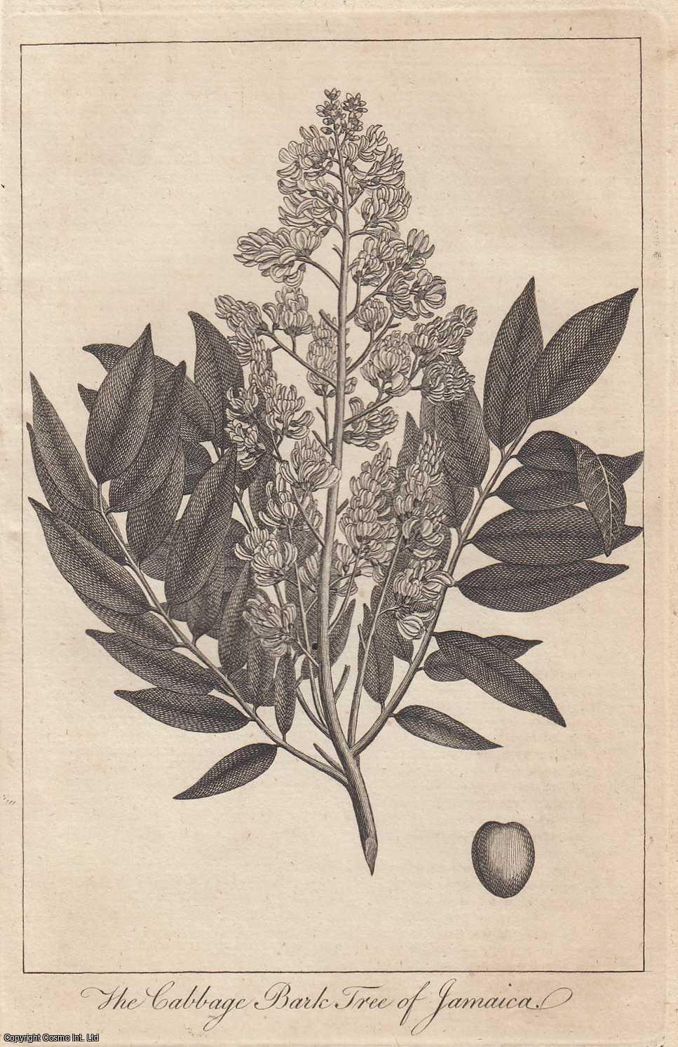 The Cabbage Bark Tree of Jamaica. Original engraving from The Universal ...