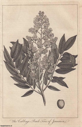 Item #364227 The Cabbage Bark Tree of Jamaica. An original engraving from The Universal Magazine...