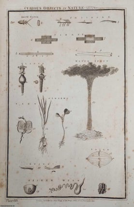 Item #364959 1790. Curious Objects in Nature. 1 Plate. An original plate from the New Royal...