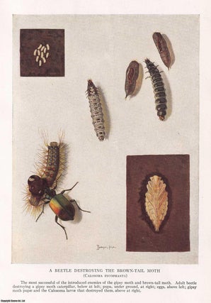 Item #367170 Beetles and Parasites to check the Ravages of the Gipsy-moth and Brown-tail Moth. By...