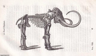 Item #367287 The Mammoth, or Fossil Elephant, found in the Ice, at the Mouth of the River Lena,...