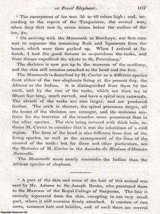 The Mammoth, or Fossil Elephant, found in the Ice, at the Mouth of the River Lena, in Siberia. An uncommon original article from the Journal of Science and the Arts, 1820.
