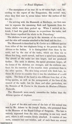 The Mammoth, or Fossil Elephant, found in the Ice, at the Mouth of the River Lena, in Siberia. An uncommon original article from the Journal of Science and the Arts, 1820.