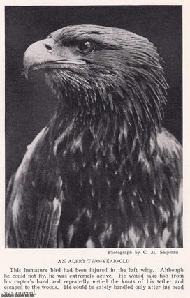 Item #368635 The American Bald Eagle in Action. An Intimate Study of the Eyrie Life of America's...