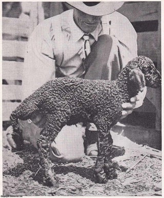 Item #368668 An Expedition to Bokhara, Russian Central Asia, to study the Karakul Sheep Industry....