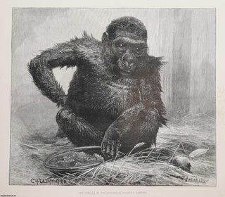 Item #368752 Mumbo, the Gorilla at the Zoological Society's Gardens. An original illustration,...