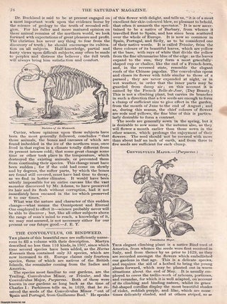 Superstitions of The Druids; Priests of the Ancient Britons. A complete rare weekly issue of the Saturday Magazine, 1832.