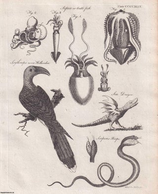 Item #369669 1797 : Double Headed Snake & Serpents. A plate of Engravings, and accompanying text....