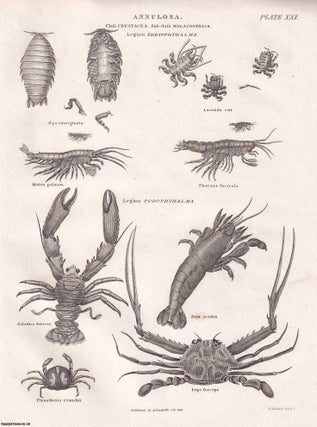 Item #369684 Annulosa : Arachnides : Crustacea : Myriapoda : Insects : Vermes (animals with no...