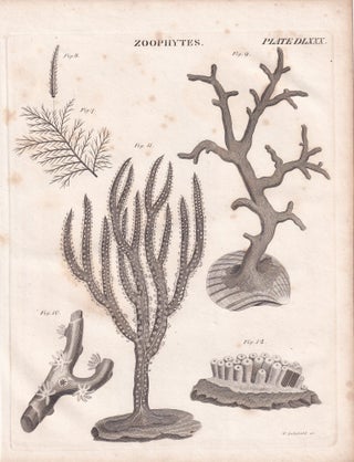 1823 Prints : Zoophytes; Boring of Ordnance; Knighthood; Geology; Levelling .5 Engraved Prints from the Encyclopaedia Britannica, 1823. See pictures for details.