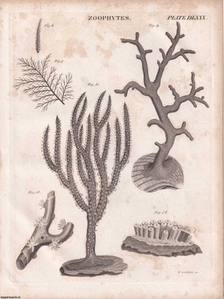 1823 Prints : Burning Mirror; Vegetable Physiology; Galvanism; Zoophytes; Levelling .5 Engraved Prints from the Encyclopaedia Britannica, 1823. See pictures for details.