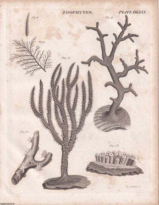 1823 Prints : Burning Mirror; Vegetable Physiology; Galvanism; Zoophytes; Levelling .5 Engraved Prints from the Encyclopaedia Britannica, 1823. See pictures for details.