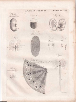 1823 Prints : Apparatus for Inflating the Lungs; Mast; Drawing; Anatomy of Plants; Breakwater .5 Engraved Prints from the Encyclopaedia Britannica, 1823. See pictures for details.