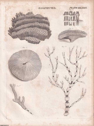 1823 Prints : Drawing; Boring; Zoophytes; Deck; Plants .5 Engraved Prints from the Encyclopaedia Britannica, 1823. See pictures for details.