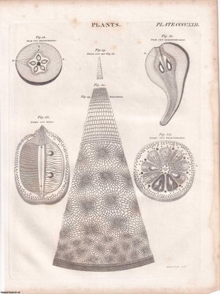 1823 Prints : Drawing; Boring; Zoophytes; Deck; Plants .5 Engraved Prints from the Encyclopaedia Britannica, 1823. See pictures for details.