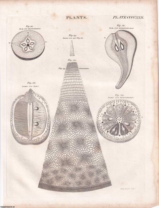 1823 Prints : Drawing; Boring; Zoophytes; Deck; Plants .5 Engraved Prints from the Encyclopaedia Britannica, 1823. See pictures for details.