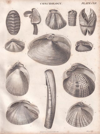 1823 : Conchology, that department of natural history which treats of testaceous animals. With 4 copper engravings. A rare original article from the Encyclopaedia Britannica, 1823.