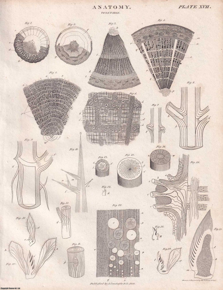 Item #370311 1823 : Anatomy. The Structure of Living Bodies. With 5 copper engravings. A rare...