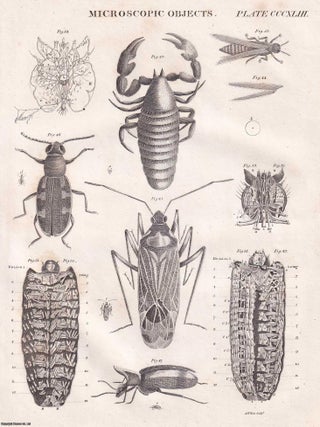 1823 : Microscopes. 9 plates & Accompanying Text. A rare original article from the Encyclopaedia Britannica, 1823.
