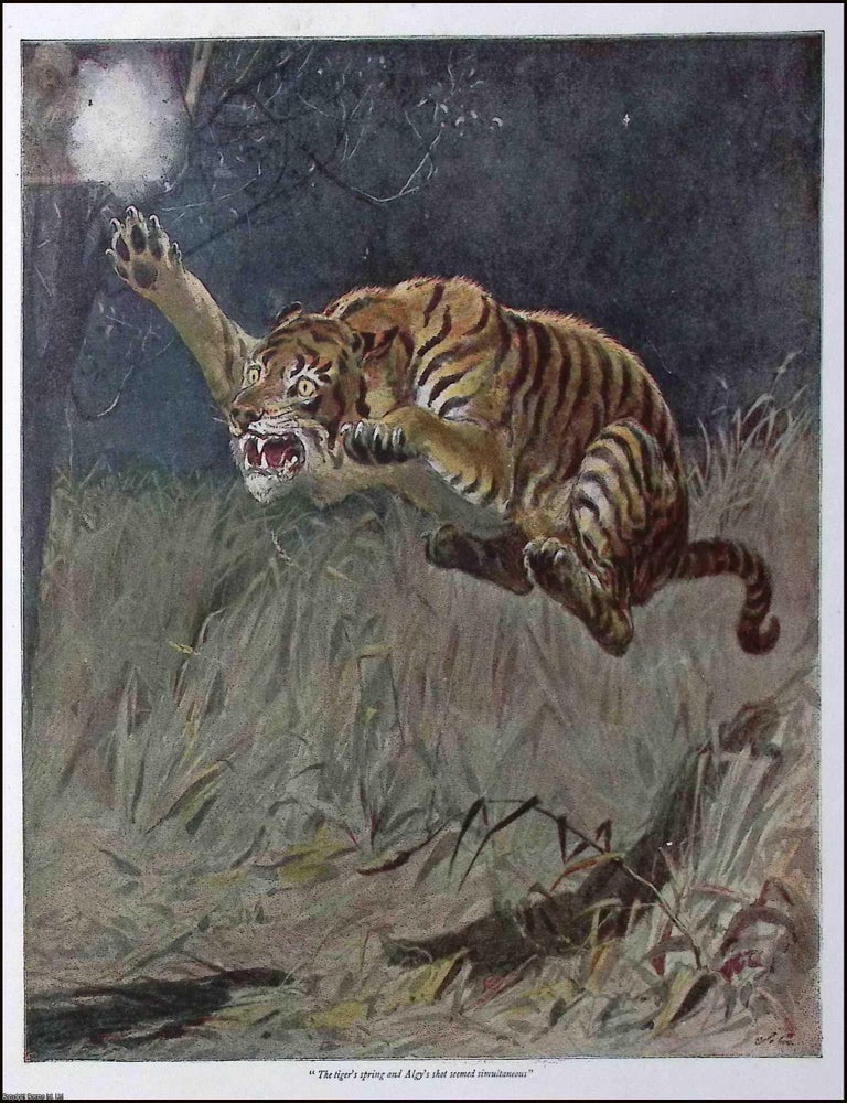 Item #370650 A Free Will Offering. With a colour Tiger print. By B.M. Croker. Illustrated by John...