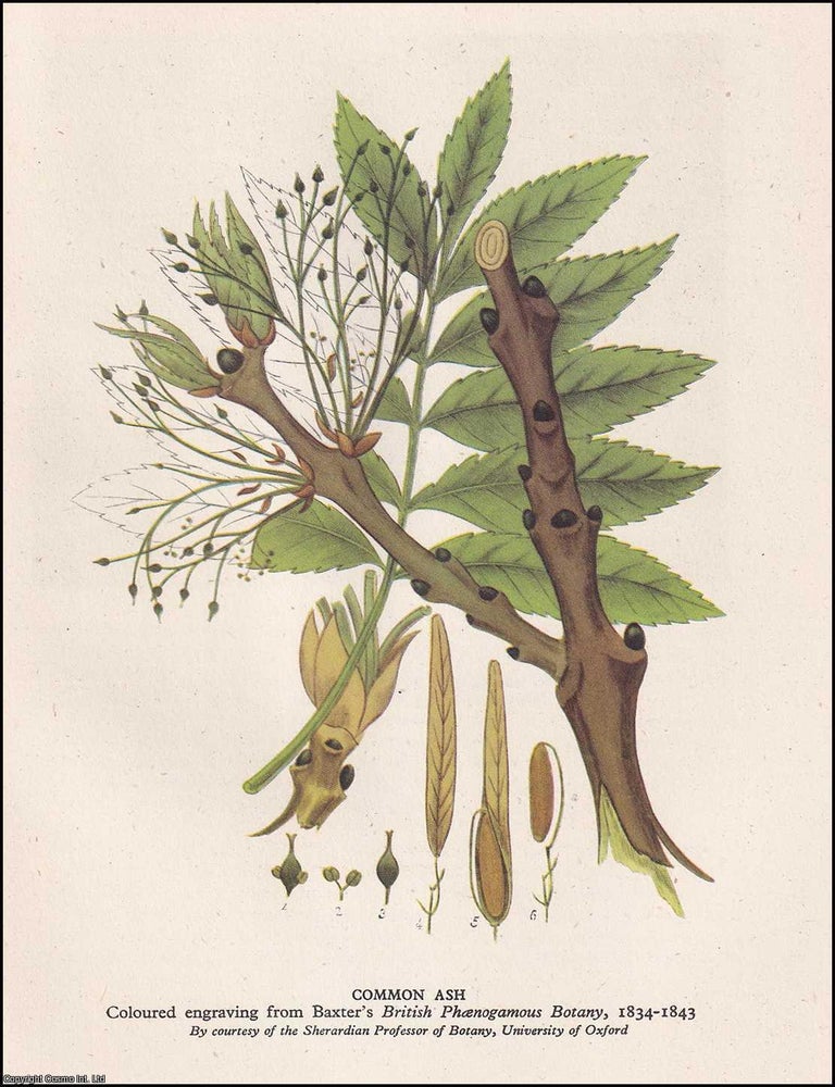 Item #370812 Trees In Britain. With 8 colour plates. Written by Alexander L Howard. Number 91 in...