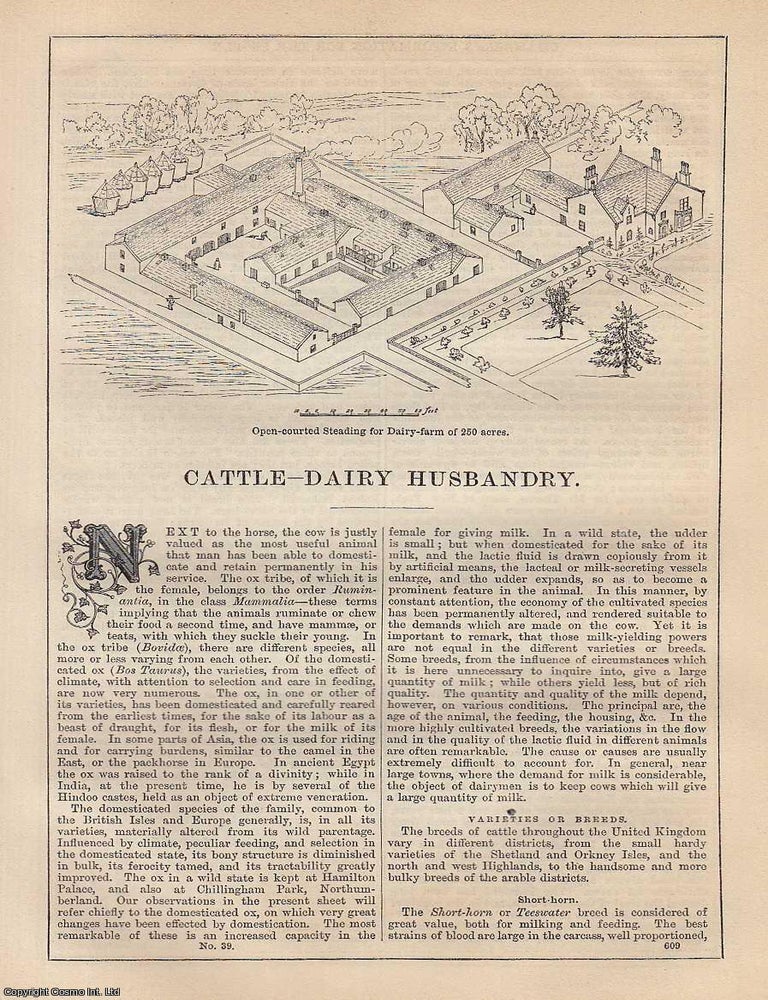 Item #373172 Cattle, Dairy Husbandry. An article from Chambers's Information for the People,...