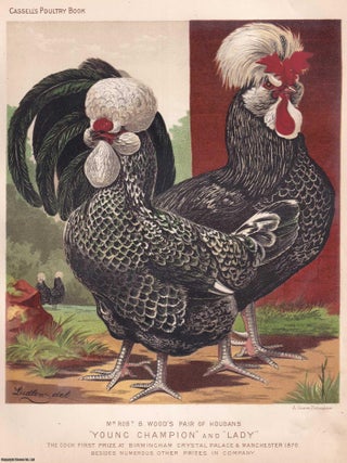 HOUDAN CHICKENS : Mr Robert B. Wood's Pair of Houdans, Young Champion and Lady. C.1880. COLOURFUL POULTRY.