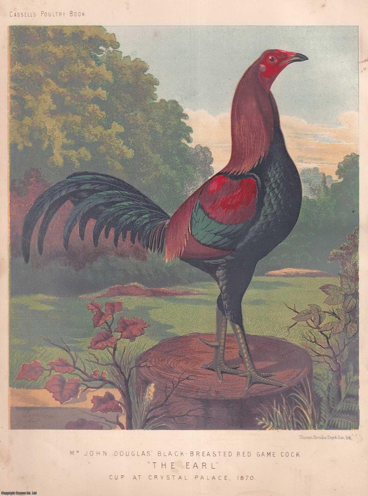 Item #373337 BLACK BREASTED RED GAME COCK CHICKEN : Mr John Douglas's bird, The Earl, winner...