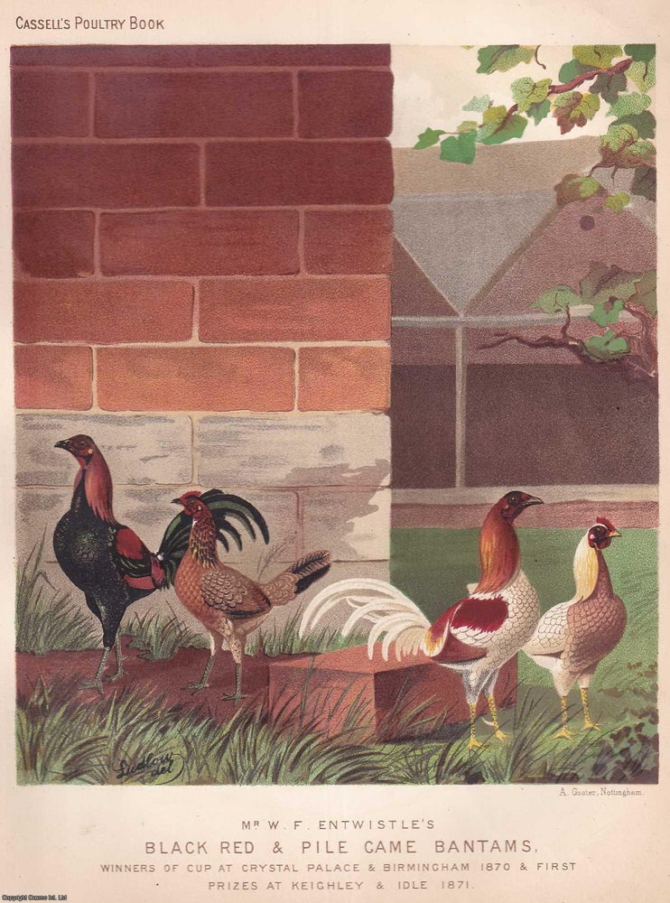 Item #373338 BLACK, RED & PILE GAME BANTAM CHICKENS, winners of the Cup at Crystal Palace...