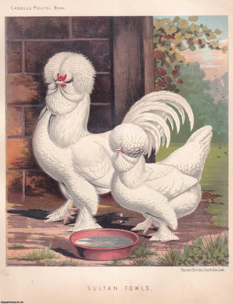 Item #373339 SULTAN CHICKENS. C.1880. Illustrated by J.W. Ludlow. A Beautiful Rare Original...