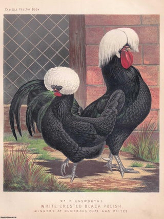 WHITE-CRESTED BLACK POLISH CHICKENS, winners of numerous cups and prizes. C.1880. Illustrated by. COLOURFUL POULTRY.