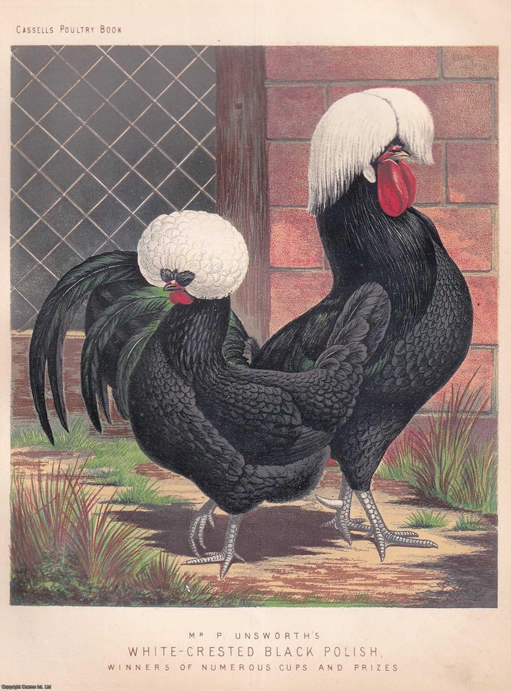 Item #373340 WHITE-CRESTED BLACK POLISH CHICKENS, winners of numerous cups and prizes. C.1880....