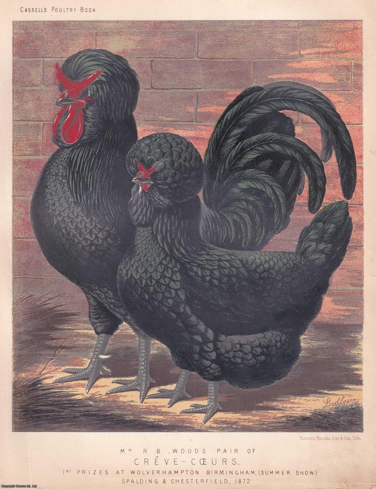 Item #373341 CREVECOEUR CHICKENS. C.1880. Illustrated by J.W. Ludlow. A Beautiful Rare Original...