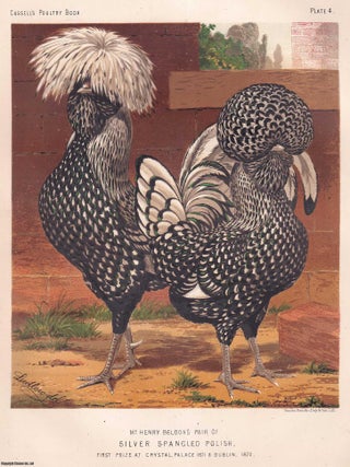 SILVER SPANGLED POLISH CHICKENS, Mr Henry Beldons pair, first prize at Crystal Palace 1871. COLOURFUL POULTRY.