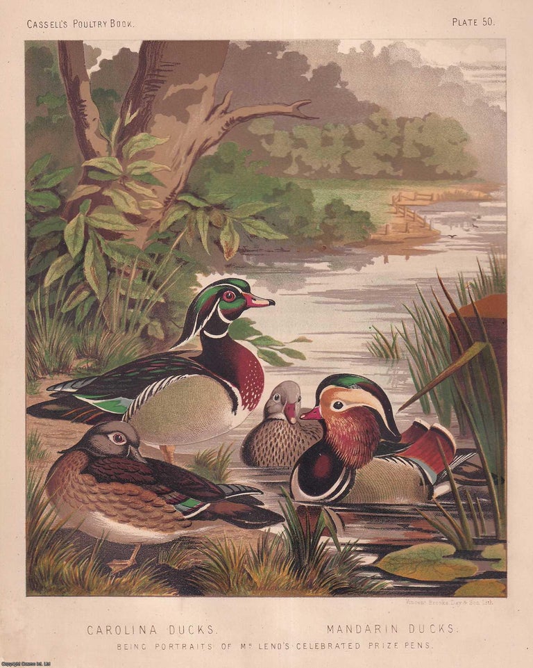Item #373344 CAROLINA DUCKS & MANDARIN DUCKS. Mr. Leno's Celebrated Prize Pens. C.1880....
