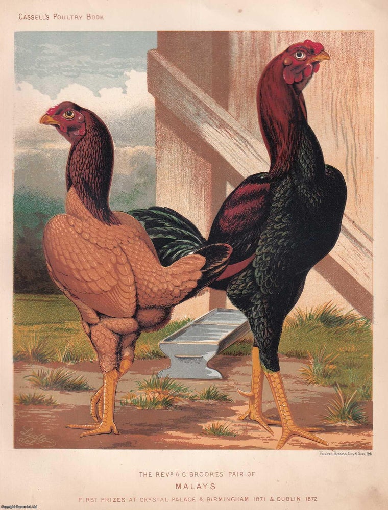 Item #373346 MALAY GAME CHICKENS, first prize at Crystal Palace & Birmingham 1871. C.1880....