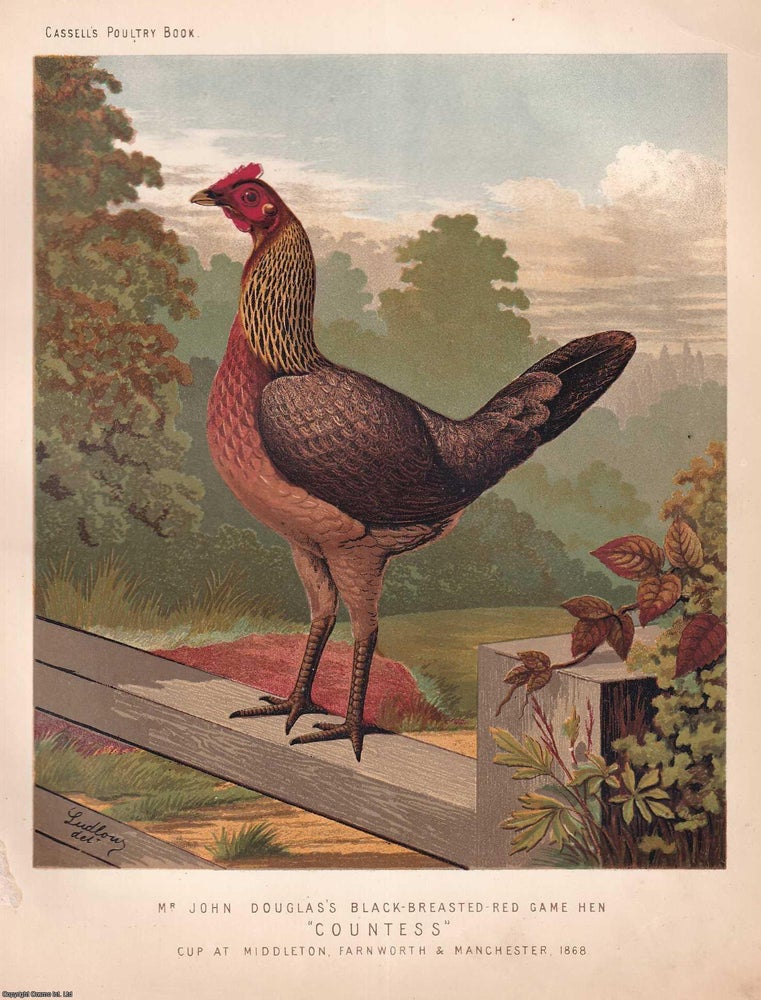 Item #373348 BLACK BREASTED RED GAME HEN CHICKEN : Mr John Douglas's bird, Countess, winner...