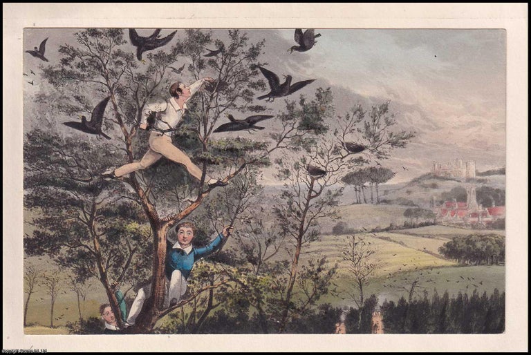 Item #373547 Bird Catchers in the Canopy, c. 1835. HAND-COLOURED IN PERIOD STYLE EARLY 19TH...