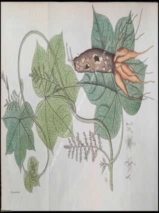 Columbo, or Colomba Root : An Account of the Male Plant, which furnishes the Medicine, by Dr. MEDICINAL ROOTS AND COLONIAL BOTANY.