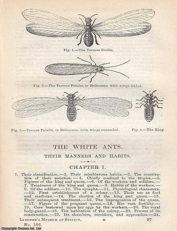Item #373845 The White Ants; Hidden Cities, Strange Labours, and the Architecture of Insects . An...