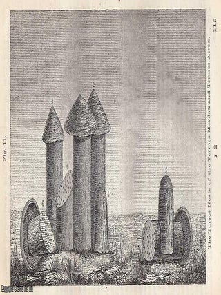 The White Ants; Hidden Cities, Strange Labours, and the Architecture of Insects . An early natural-philosophical account revealing how Victorian observers marvelled at the engineering genius of termite societies. By Dionysius Lardner. A complete article printed in 1856.