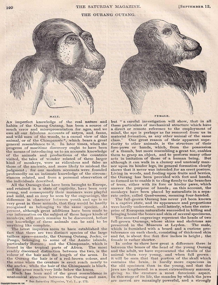 Item #374865 The Ourang Outang. A rare original article, illustrated with 4 small woodcut, from...
