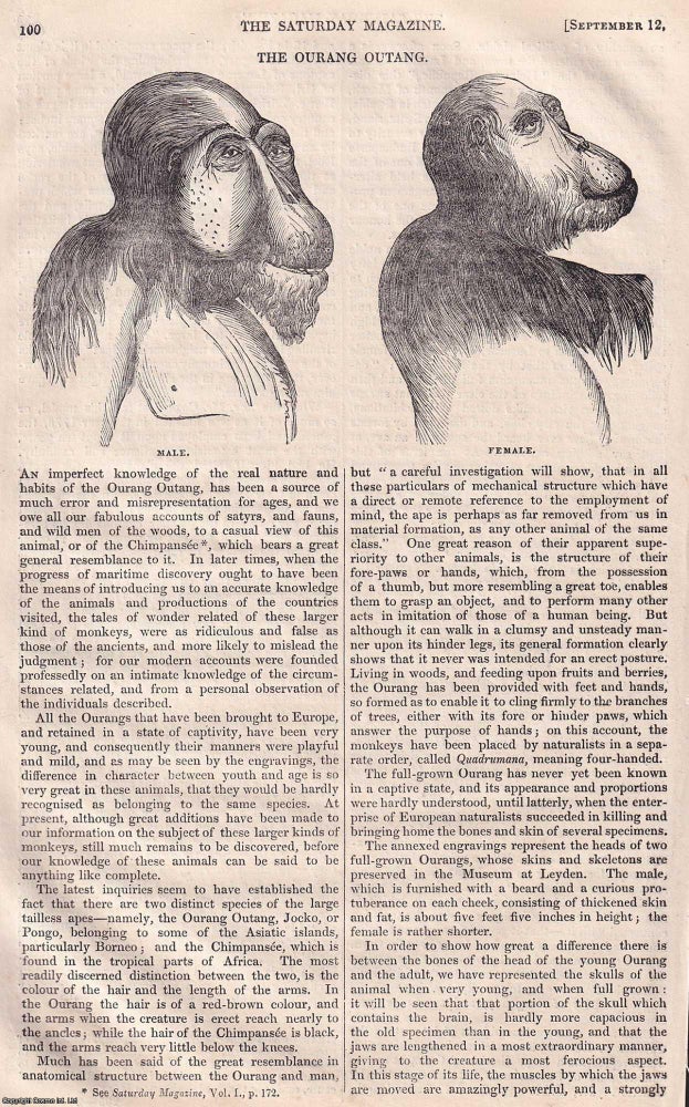 Item #374865 The Ourang Outang. A rare original article, illustrated with 4 small woodcut, from...